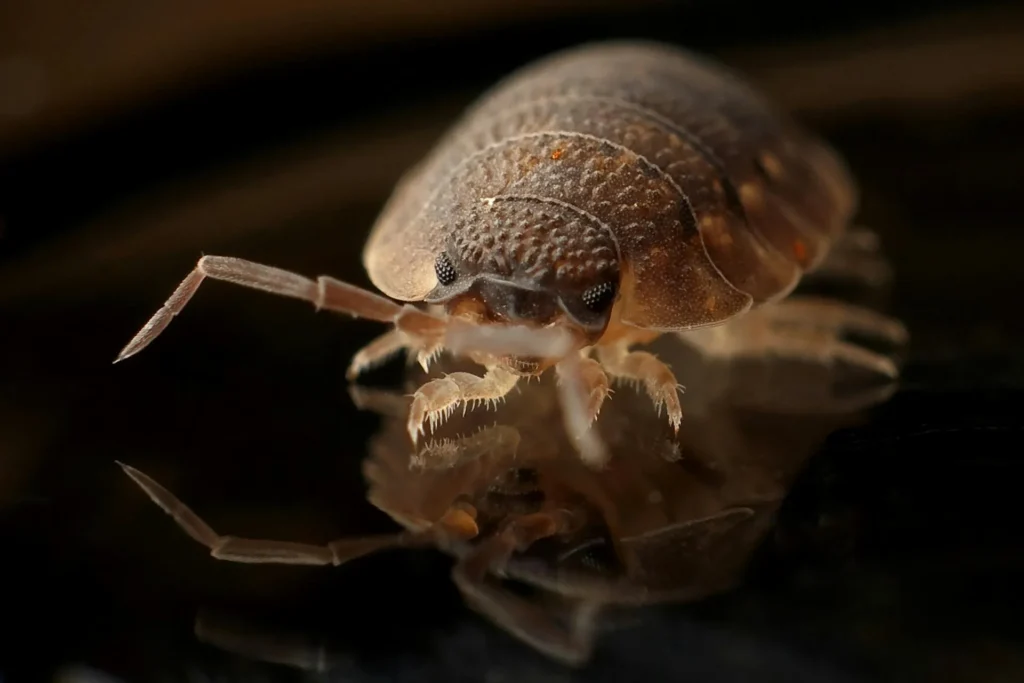 Bed-Bug-Treatment - Saratoga Springs Pest Control Pros | Saratoga Springs, NY | 845-328-5750